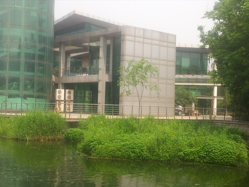 自然落子生長(zhǎng)的柳樹（項(xiàng)目建設(shè)第三年春天）